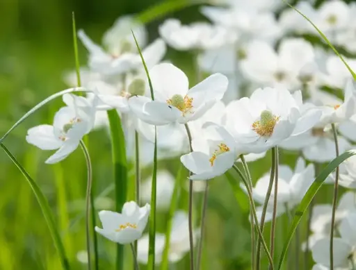 [130688] Anemone Elfin Swan Pot 13