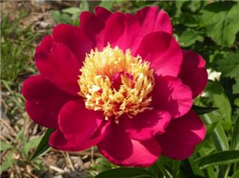[136873] Paeonia lactiflora Sword Dance Pot 12 cm ** Rare **