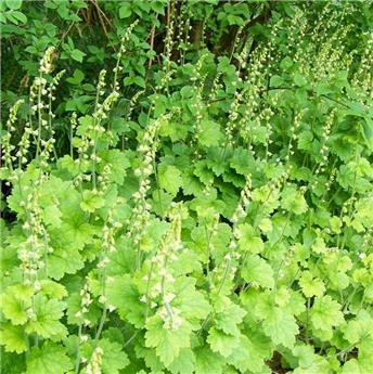 [144792] Tellima grandiflora Pot P9