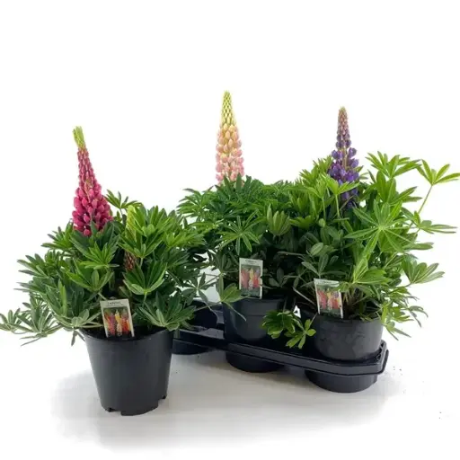 [112205] Lupinus Melange Pot P19 cm