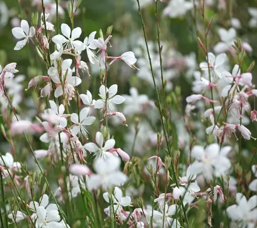 [101861] Gaura Whirling Butterflies Pot P15