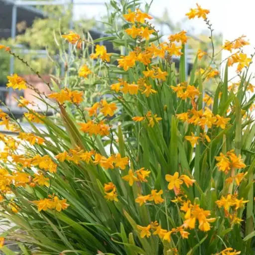 [105593] Crocosmia George Davidson Pot P19