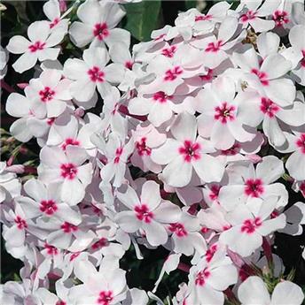 [133684] Phlox paniculata Famous Pink Pot 17 cm