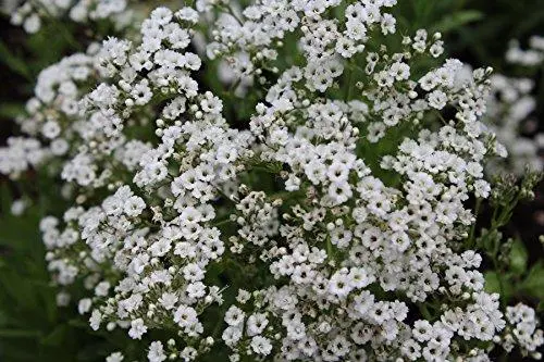 [126861] Gypsophila paniculata Starflakes Pot C2Litres