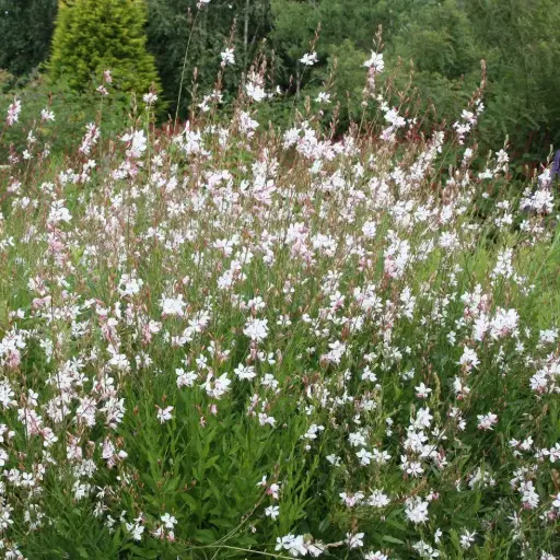 [106246] Gaura lindheimeri Pot C2