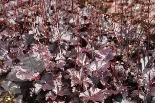 [114230] Heuchera Obsidian Pot C2Litres