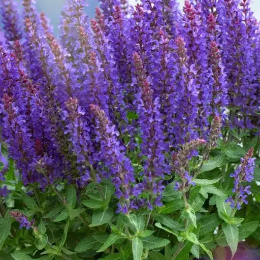 [141614] Salvia Sensation Compact Blue Pot P15cm