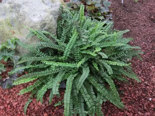 [125427] Asplenium trichomanes Pot P9 - Fougère fausse capillaire.
