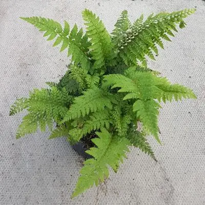 [141161] Polystichum setiferum Herrenhausen Pot C2 - Fougère