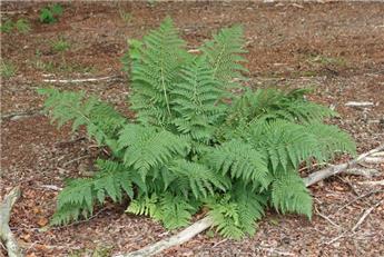 [144874] Athyrium Filix Femina Pot C.2Litres ** Grande fougère **