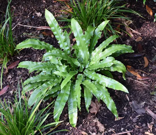 [143706] Asplenium scolopendrium Pot P12-15cm