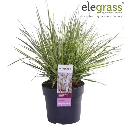 [127250] Calamagrostis acutiflora Overdam C3