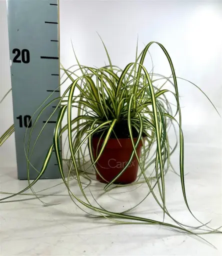 [127830] Carex evergold P8