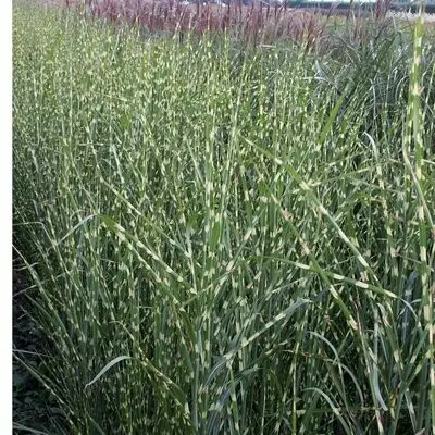 [108934] Miscanthus sinensis Zebrinus (Strictus) Pot C3Litres