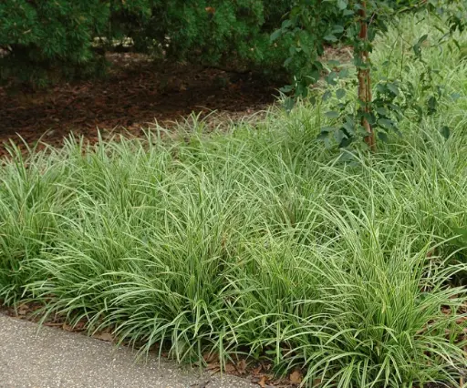 [113856] Carex morowii Ice Dance Pot P14 cm ** Laîche **