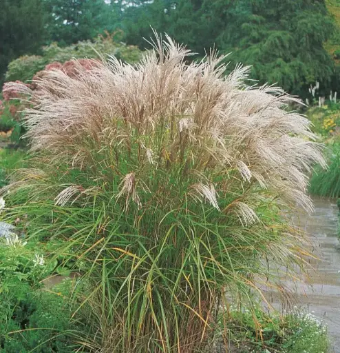 [104843] Miscanthus Kleine Silberspinne Pot C3