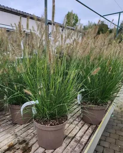 [126701] Pennisetum alopecuroides Hameln Pot C7.5L ** Herbe aux écouvillons **