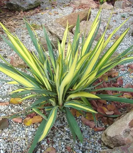 [129773] Yucca filamentosa Color Guard Pot C3.6Litres