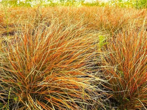 [110040] Carex testacea Prairie Fire P13
