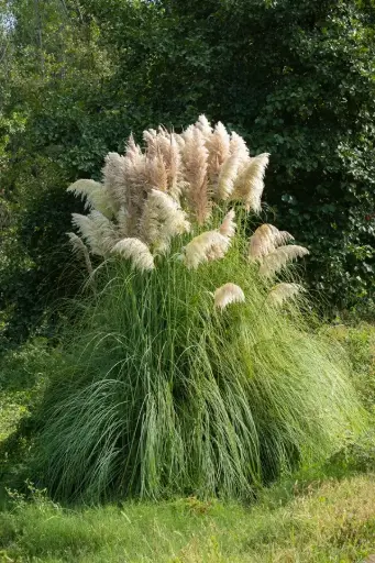[126019] Cortaderia selloana Pumilia Pot C3 ** Herbe de la Pampa **