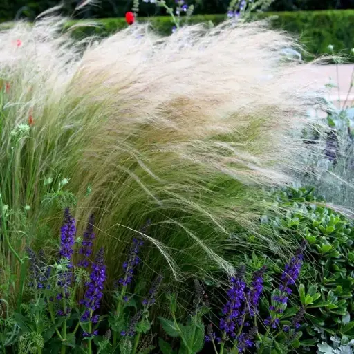 [141852] Stipa tenuissima Ponytails Pot P17 cm ***Cheveux d´Ange***