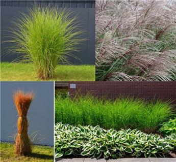[112008] Miscanthus sinensis gracillimus P19-C4