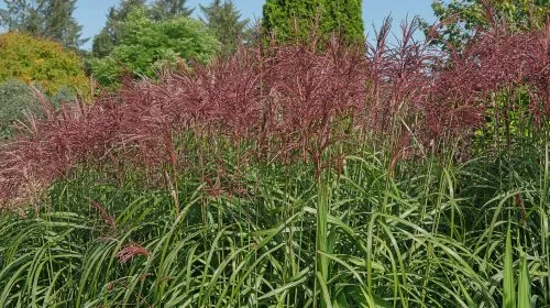 [117399] Miscanthus sinensis Red Chief Pot P23 cm