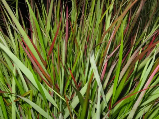 [145119] Panicum virgatum Rotstrahlbusch Pot C4Litres