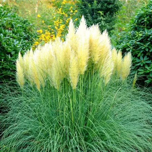 [124757] Cortaderia selloana White Feather Pot C3 ** Herbe de la pampa **
