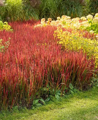 [108671] Imperata cylindrica Red Baron Pot P23 cm