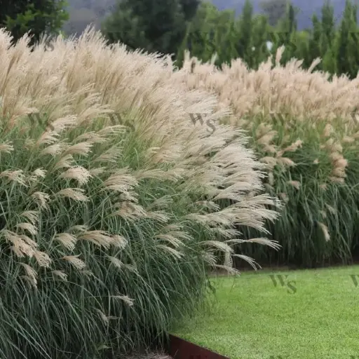 [144932] Miscanthus sinensis Adagio C3 Litres