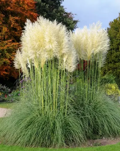 [101760] Cortaderia selloana Pot P17 cm ** Grande herbe de pampa **