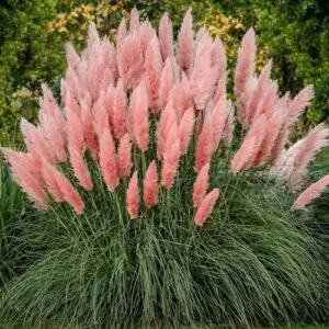 [101761] Cortaderia selloana Rosea Pot P17 cm ** Herbe de la pampa rose **