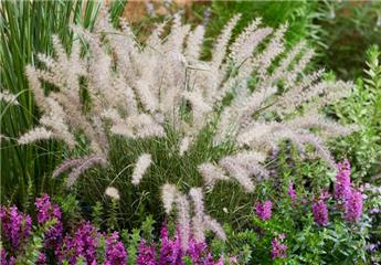 [109078] Pennisetum orientale JS Dance With Me Pot C3.6litres