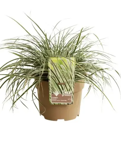 [123023] Carex oshimensis Everest Pot 3 litres ** Laîche **