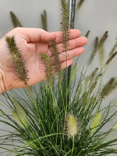 [105599] Pennisetum alopecuroides Hameln Pot C5L ** Herbe aux écouvillons **