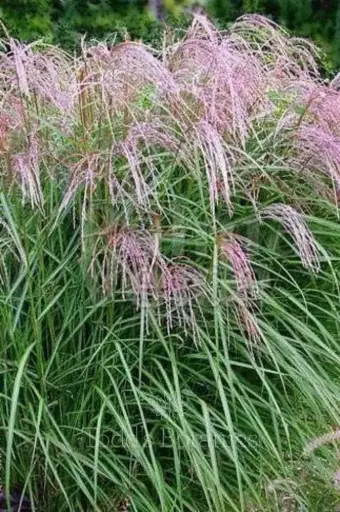 [110029] Miscanthus sinensis Flamingo Pot P17 cm