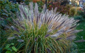 [137175] Pennisetum alopecuroides Red Head Pot C2 - P19 cm ** Herbe aux écouvillons **
