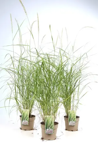 [144573] Pennisetum alopecuroides Fairy Tails C3litres