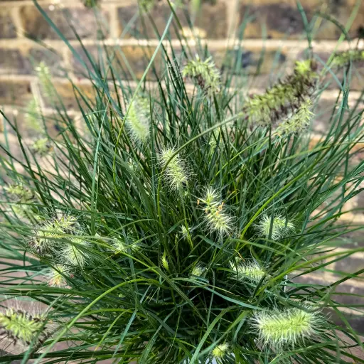 [109080] Pennisetum alopecuroides Little Bunny Pot C1.5