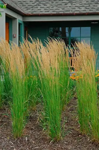 [124731] Calamagrostis acutiflora Karl Foerster Pot C3