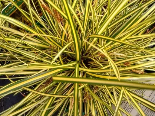 [126489] Carex oshimensis Eversheen Pot P17 - C2L ** Laîche **