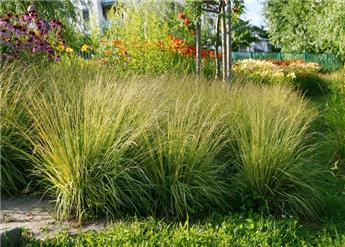[143304] Molinia Caerulea Heidebraut Pot P17 cm
