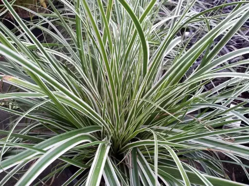 [112313] Carex oshimensis Everest Pot P17 cm C2L ** Laîche **