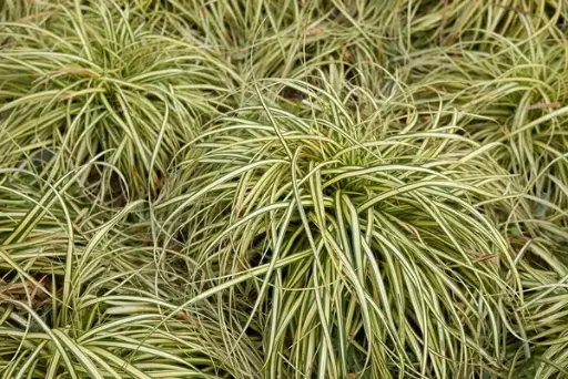 [117240] Carex oshimensis Evergold Pot P17 cm - C2Litres ** Laîche **
