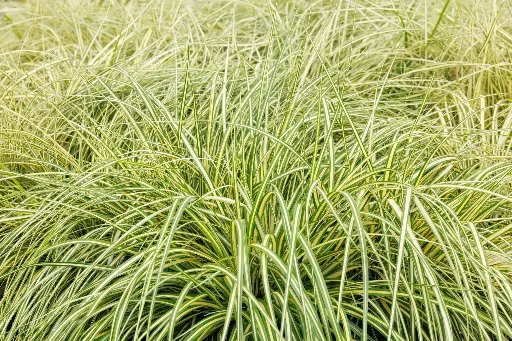 [143003] Carex oshimensis Everoro Pot P17 cm - C2L