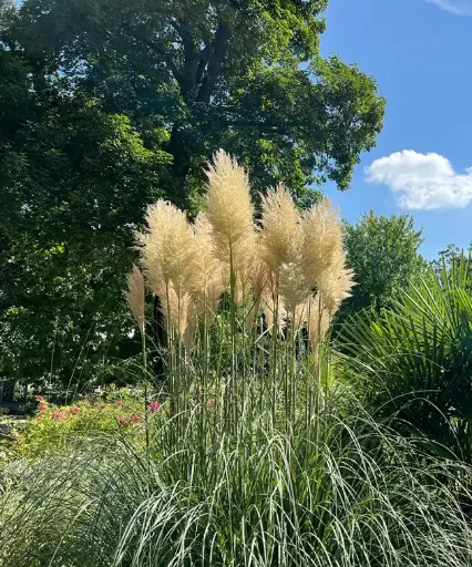 [101763] Cortaderia selloana C7.5Litres ** Herbe de la pampa **
