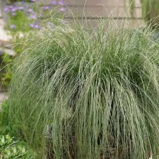 [131115] Carex comans Amazon Mist Pot P12 - C1.2L ** Laîche **