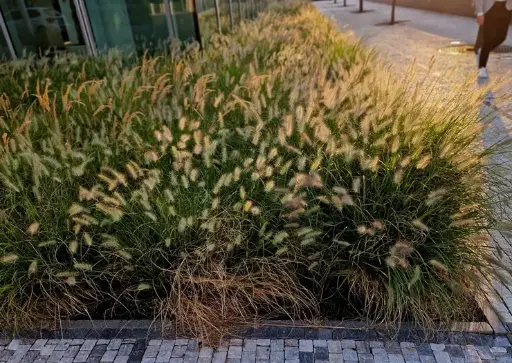 [133791] Pennisetum alopecuroides Hameln Pot P13-15 cm *** Remise importante à partir de 30 plantes ** Herbe aux écouvillons **