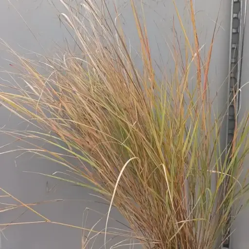[119129] Stipa arundinacea Sirocco Pot C4
